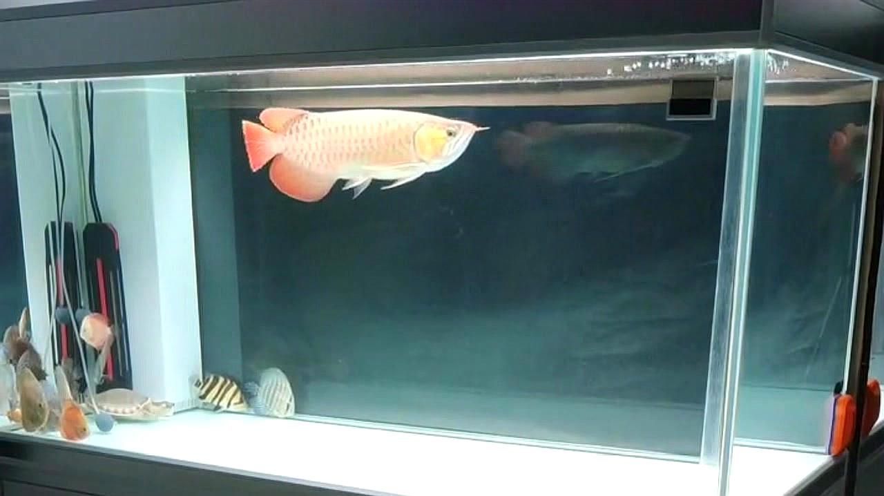 龍魚(yú)爛鰭后如何護(hù)理