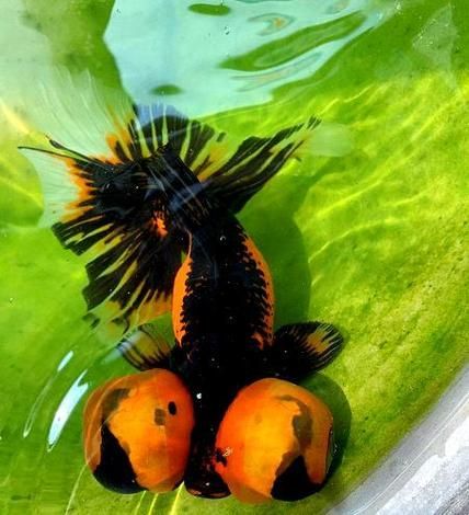 給我一些龍睛魚的圖片，龍睛魚有哪些常見品種龍睛魚有哪些常見品種