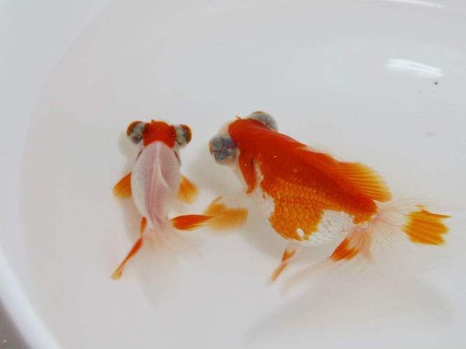 給我一些龍睛魚的圖片，龍睛魚有哪些常見品種龍睛魚有哪些常見品種
