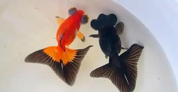 給我一些龍睛魚的圖片，龍睛魚有哪些常見品種龍睛魚有哪些常見品種