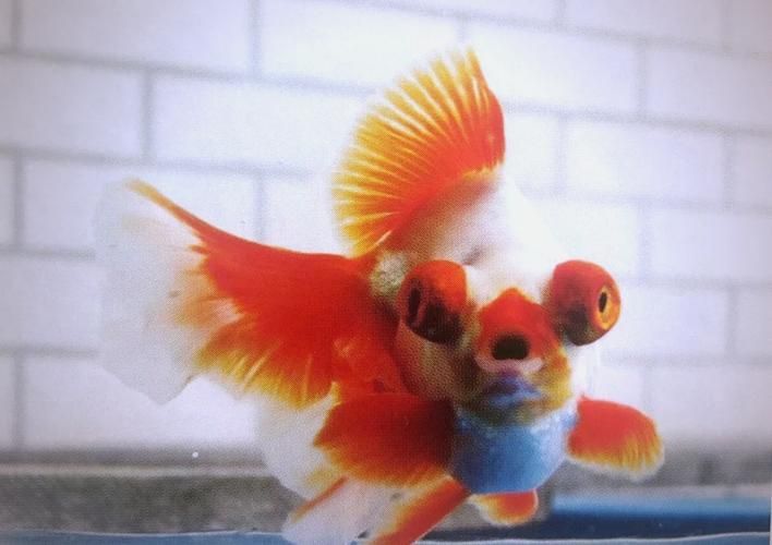 給我一些龍睛魚的圖片，龍睛魚有哪些常見品種龍睛魚有哪些常見品種