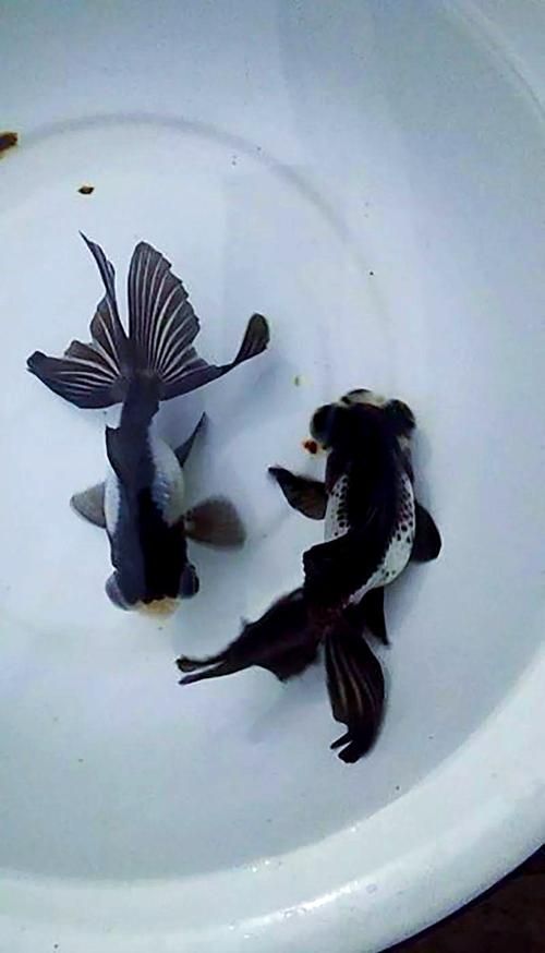 給我一些龍睛魚的圖片，龍睛魚有哪些常見品種龍睛魚有哪些常見品種