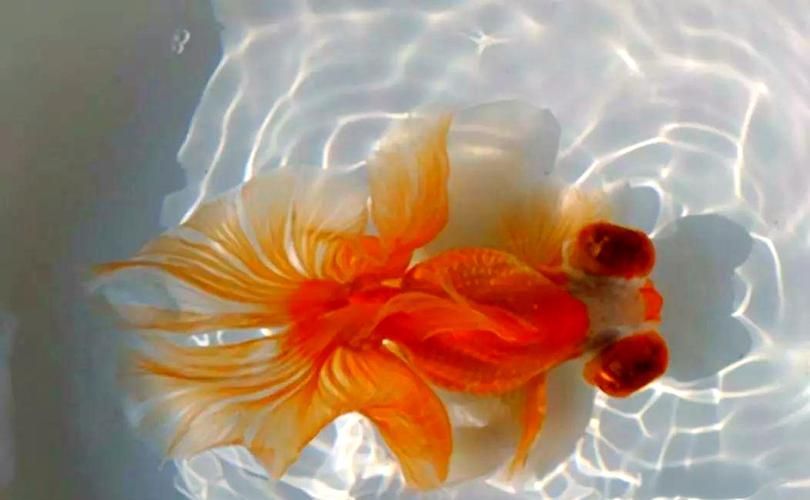 給我一些龍睛魚的圖片，龍睛魚有哪些常見品種龍睛魚有哪些常見品種
