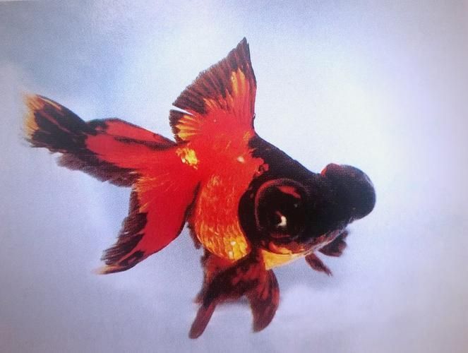 給我一些龍睛魚的圖片，龍睛魚有哪些常見品種龍睛魚有哪些常見品種