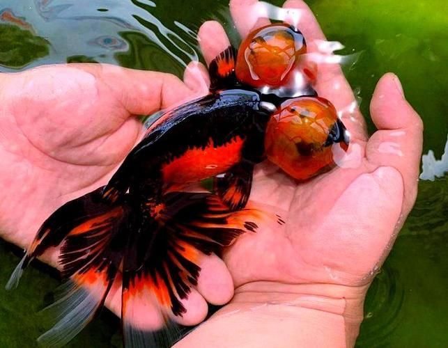 給我一些龍睛魚的圖片，龍睛魚有哪些常見品種龍睛魚有哪些常見品種