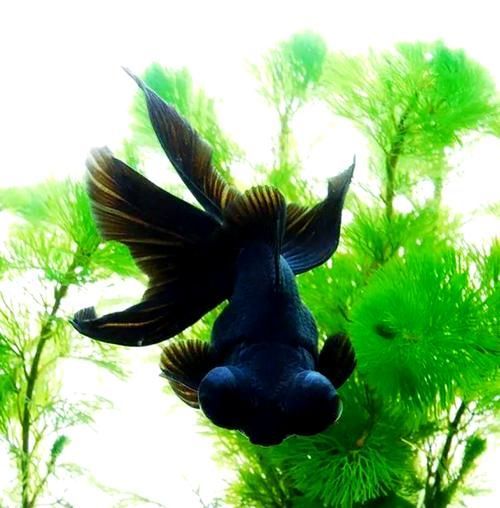 給我一些龍睛魚的圖片，龍睛魚有哪些常見品種龍睛魚有哪些常見品種