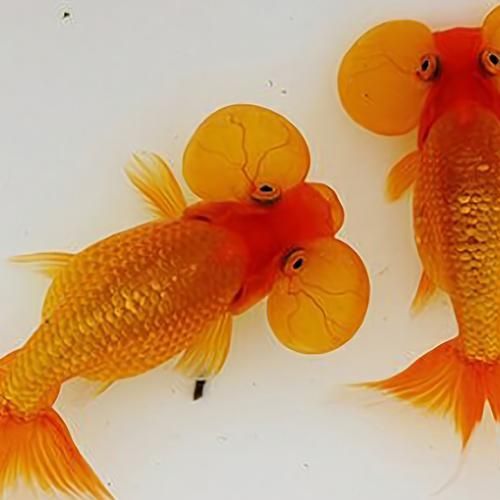 給我一些龍睛魚的圖片，龍睛魚有哪些常見品種龍睛魚有哪些常見品種
