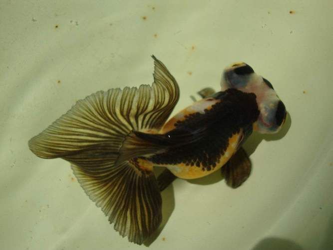 給我一些龍睛魚的圖片，龍睛魚有哪些常見品種龍睛魚有哪些常見品種