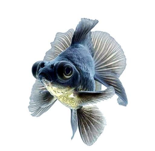 給我一些龍睛魚的圖片，龍睛魚有哪些常見品種龍睛魚有哪些常見品種