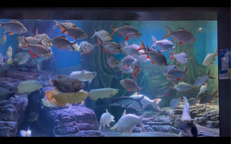 能提供更多關于“海港龍魚”的信息嗎？，“海港龍魚”并非標準術語，