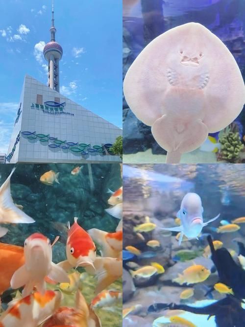 能提供更多關于“海港龍魚”的信息嗎？，“海港龍魚”并非標準術語，