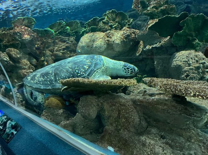 能提供更多關于“海港龍魚”的信息嗎？，“海港龍魚”并非標準術語，