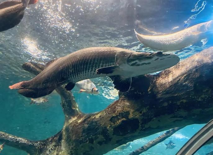 能提供更多關于“海港龍魚”的信息嗎？，“海港龍魚”并非標準術語，