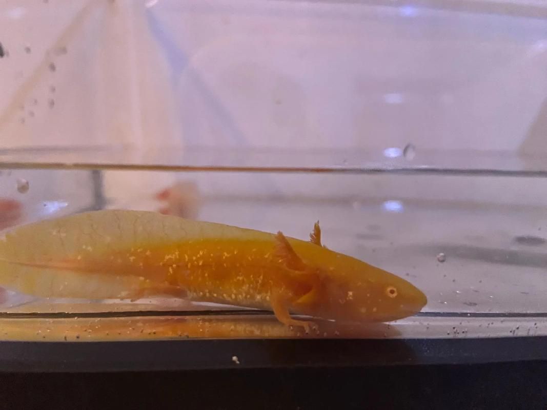 給我推薦一些六角恐龍魚的品種，六角恐龍魚