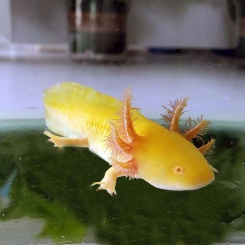 給我推薦一些六角恐龍魚的品種，六角恐龍魚