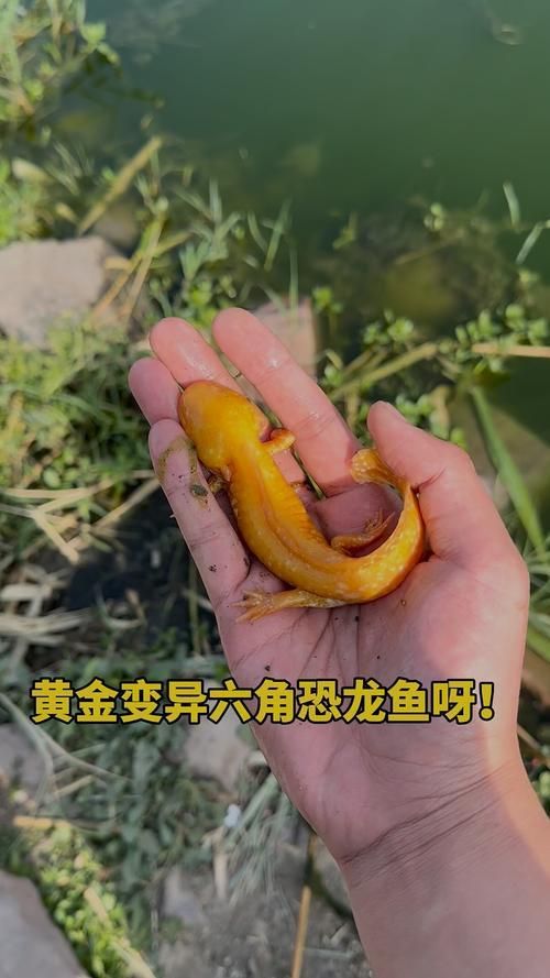 給我推薦一些六角恐龍魚的品種，六角恐龍魚