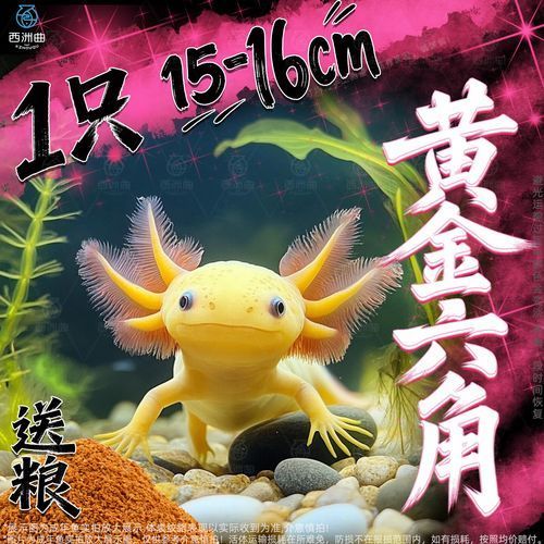 給我推薦一些六角恐龍魚的品種，六角恐龍魚