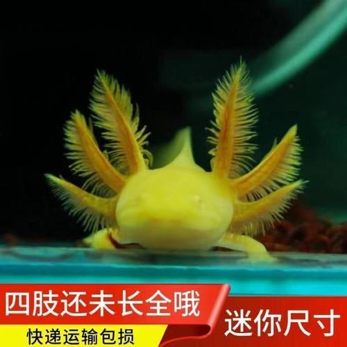 給我推薦一些六角恐龍魚的品種，六角恐龍魚