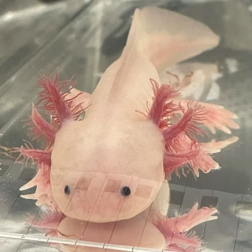 給我推薦一些六角恐龍魚的品種，六角恐龍魚