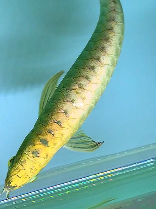 給我推薦一些小金頭過背龍魚的品種，小型金頭過背龍魚的選擇