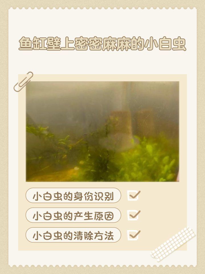 如何判斷魚缸里有哪些蟲，判斷魚缸里有哪些蟲的方法