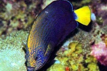 黃寬帶蝴蝶魚的飼養(yǎng)方法是什么？，黃寬帶蝴蝶魚的飼養(yǎng)方法