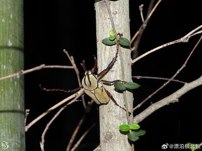黃寬帶蝴蝶魚的飼養(yǎng)方法是什么？，黃寬帶蝴蝶魚的飼養(yǎng)方法