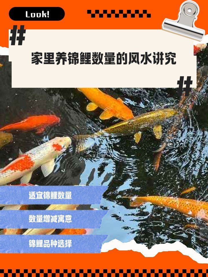 魚擺件數(shù)量有何講究，魚擺件數(shù)量與五行屬性有何關(guān)系魚擺件數(shù)量與五行屬性有何關(guān)系