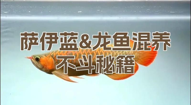 薩伊藍(lán)六間與龍魚混養(yǎng)有哪些成功案例，龍魚與薩伊藍(lán)六間與龍魚混養(yǎng)有哪些成功的成功案例 薩伊藍(lán)六間與龍魚混養(yǎng)有哪些成功案例，龍魚與薩伊藍(lán)六間與龍魚混養(yǎng)有哪些成功的成功案例 龍魚百科 第2張