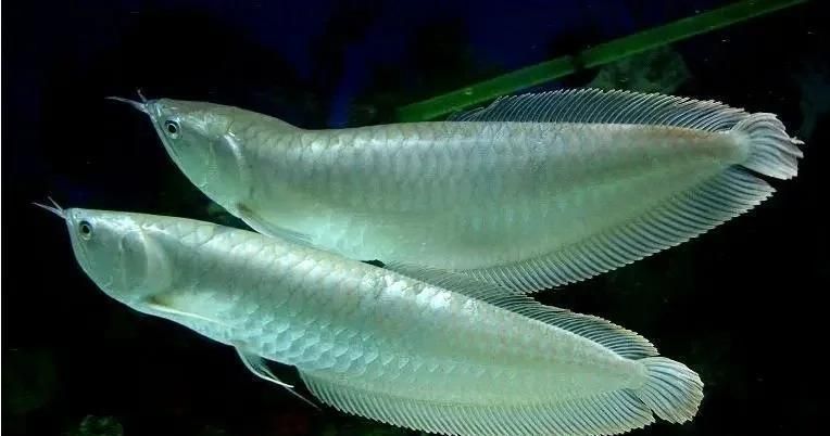 龍魚浮頭張嘴最簡單三個步驟，龍魚浮頭張嘴最簡單三個步驟思考完成