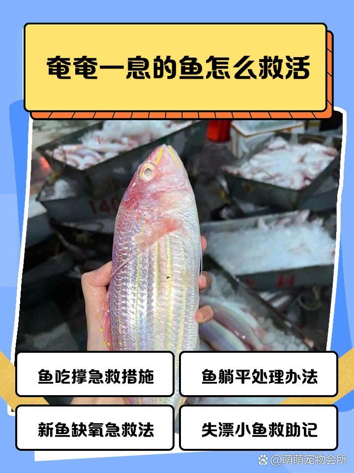 龍魚浮頭張嘴最簡單三個步驟，龍魚浮頭張嘴最簡單三個步驟思考完成