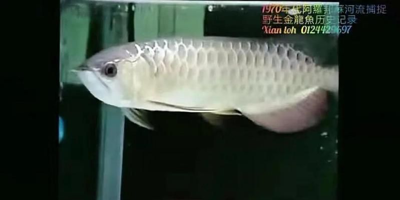 如何判斷過背金龍和金頭金龍的品質 如何判斷過背金龍和金頭金龍的品質 龍魚百科 第1張