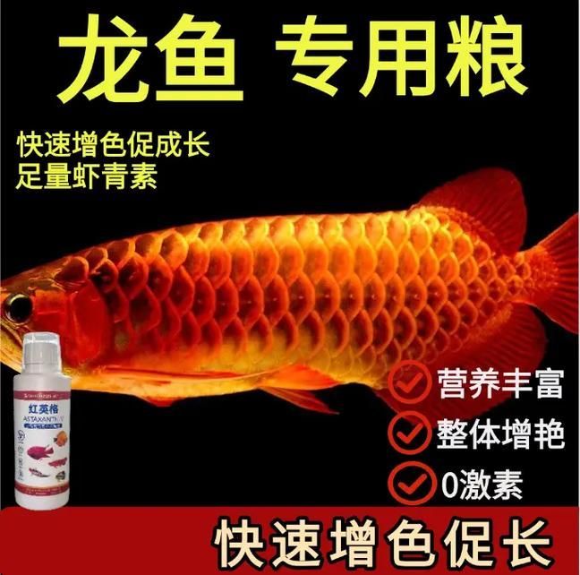如何判斷龍魚魚食的質量，如何判斷龍魚魚食質量
