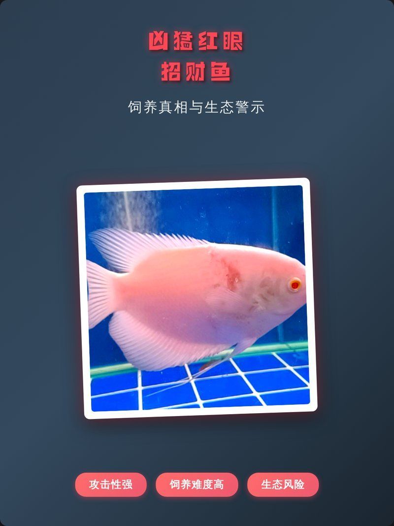 哪些魚類不適合與紅眼招財魚混養(yǎng)，不適合與紅眼招財魚混養(yǎng)的魚類