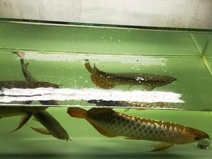 給我一些武吉美拉過背金龍魚的照片，武吉美拉過背金龍魚