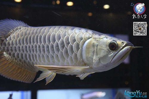 給我一些武吉美拉過背金龍魚的照片，武吉美拉過背金龍魚