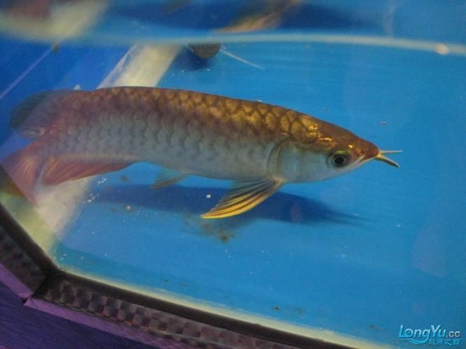 給我一些武吉美拉過背金龍魚的照片，武吉美拉過背金龍魚