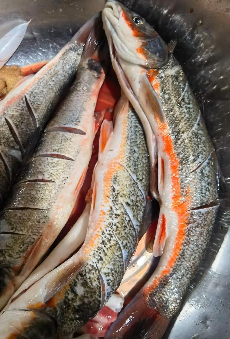 東寧龍魚(yú)的特點(diǎn)是什么？，黑龍江東寧灘頭魚(yú) 東寧龍魚(yú)的特點(diǎn)是什么？，黑龍江東寧灘頭魚(yú) 龍魚(yú)百科 第3張