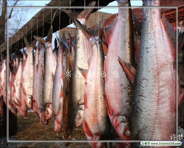 東寧龍魚(yú)的特點(diǎn)是什么？，黑龍江東寧灘頭魚(yú) 東寧龍魚(yú)的特點(diǎn)是什么？，黑龍江東寧灘頭魚(yú) 龍魚(yú)百科 第5張