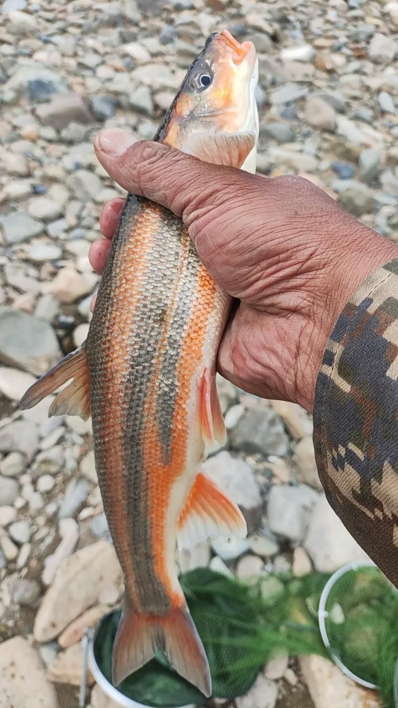東寧龍魚(yú)的特點(diǎn)是什么？，黑龍江東寧灘頭魚(yú) 東寧龍魚(yú)的特點(diǎn)是什么？，黑龍江東寧灘頭魚(yú) 龍魚(yú)百科 第2張