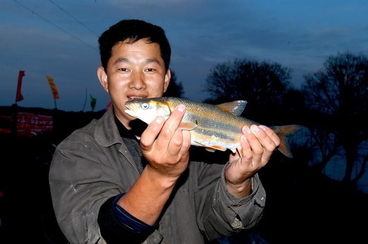 東寧龍魚(yú)的特點(diǎn)是什么？，黑龍江東寧灘頭魚(yú) 東寧龍魚(yú)的特點(diǎn)是什么？，黑龍江東寧灘頭魚(yú) 龍魚(yú)百科 第4張