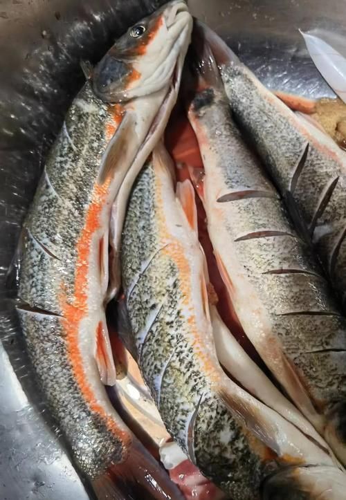 東寧龍魚(yú)的特點(diǎn)是什么？，黑龍江東寧灘頭魚(yú) 東寧龍魚(yú)的特點(diǎn)是什么？，黑龍江東寧灘頭魚(yú) 龍魚(yú)百科 第1張