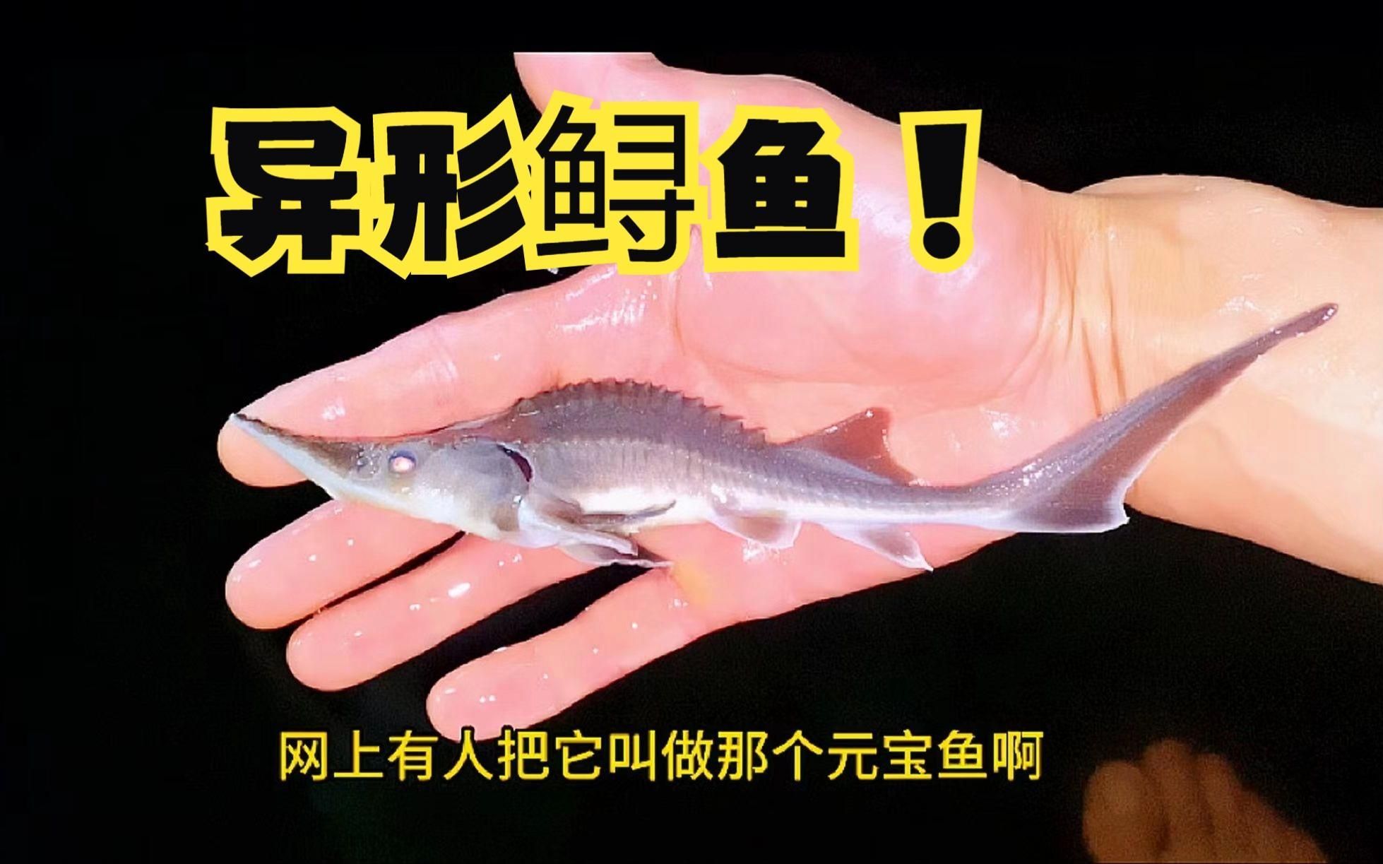 鱘龍魚作為觀賞魚有哪些品種？，家庭可養鱘魚品種對比表