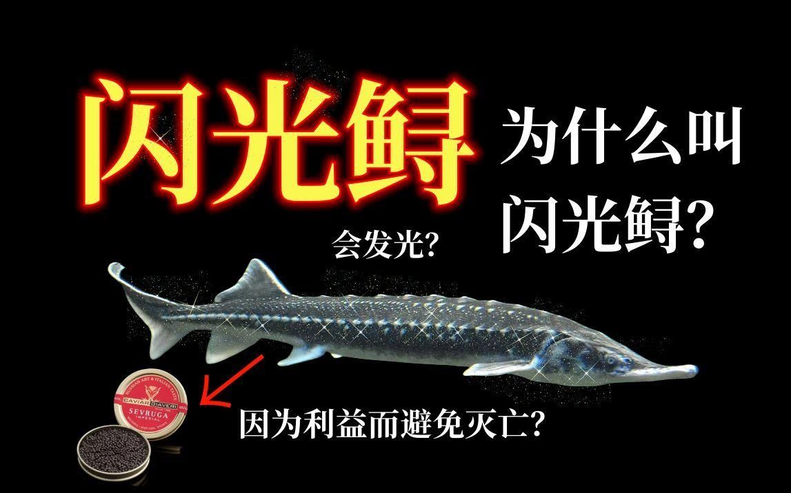 鱘龍魚作為觀賞魚有哪些品種？，家庭可養(yǎng)鱘魚品種對(duì)比表