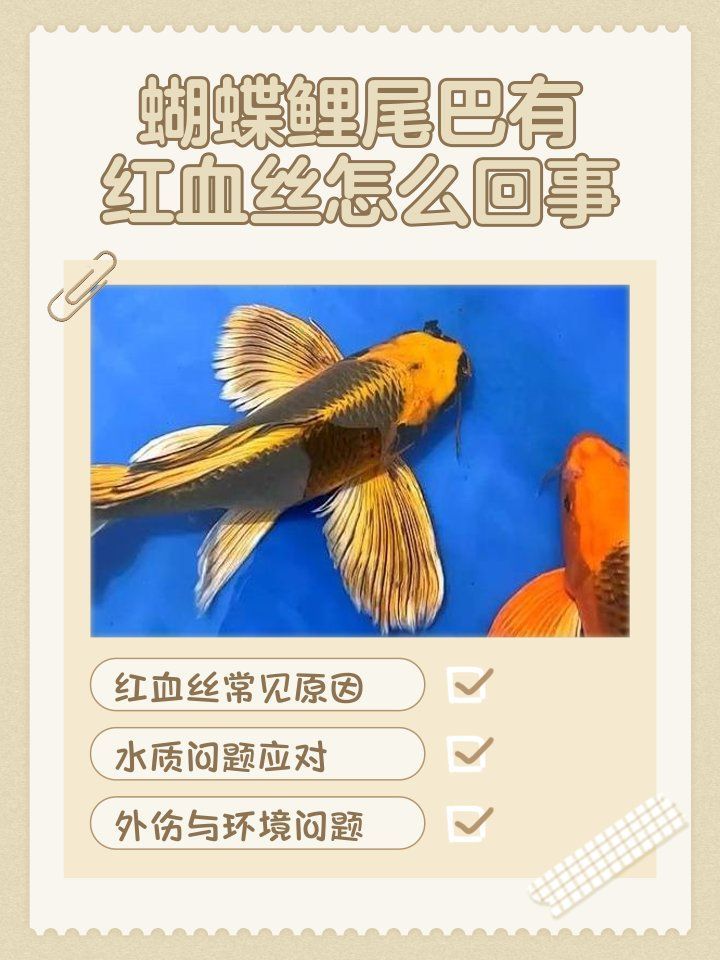 鯉魚尾鰭有血絲會(huì)自愈嗎，鯉魚尾鰭出現(xiàn)紅血絲會(huì)自愈嗎 鯉魚尾鰭有血絲會(huì)自愈嗎，鯉魚尾鰭出現(xiàn)紅血絲會(huì)自愈嗎 龍魚百科 第2張