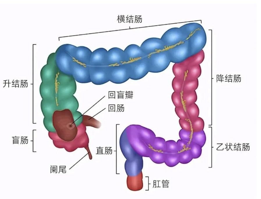 魚腸炎如何治療最有效，6歲以下兒童如何治療魚腸炎