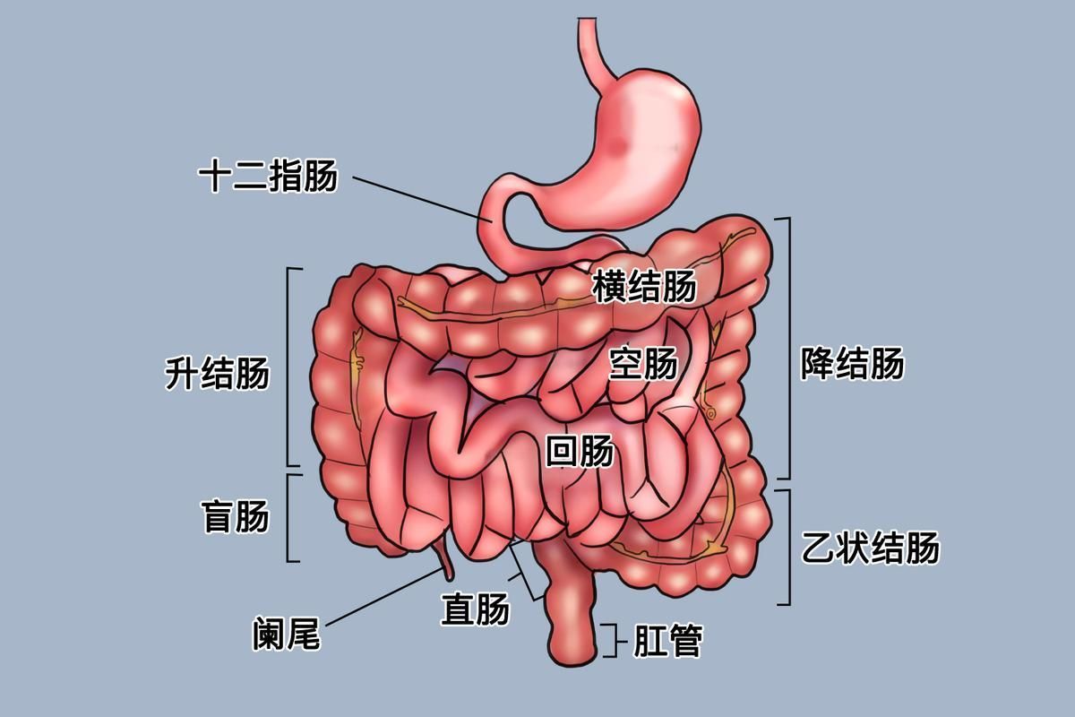 魚腸炎如何治療最有效，6歲以下兒童如何治療魚腸炎