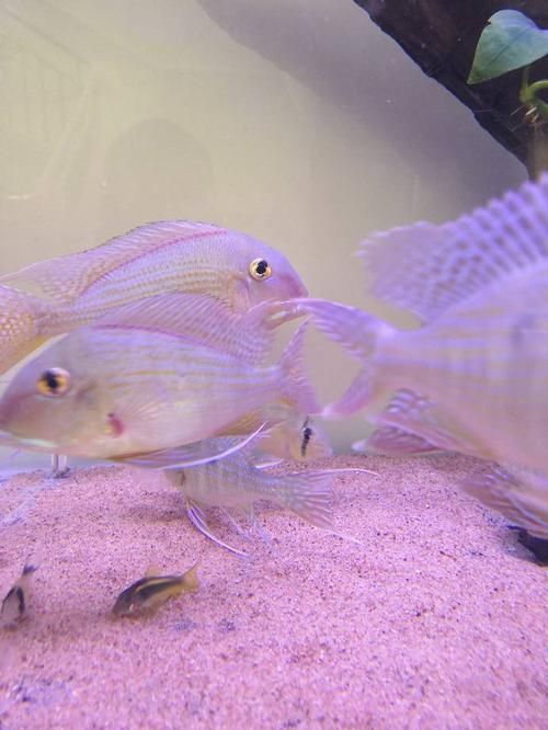 三湖慈鯛魚鰭根部充血，三湖慈鯛魚鰭根部充血的核心病理機制