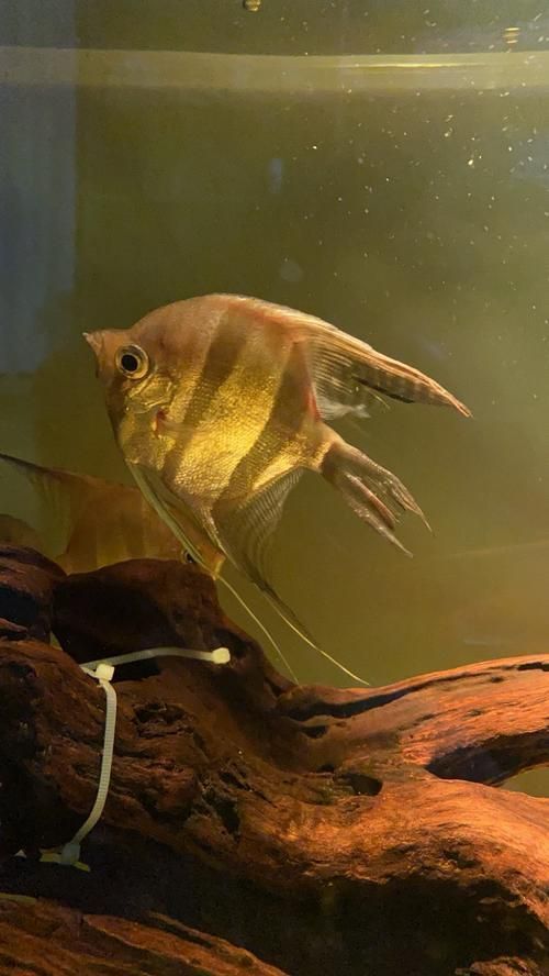 三湖慈鯛魚鰭根部充血，三湖慈鯛魚鰭根部充血的核心病理機制