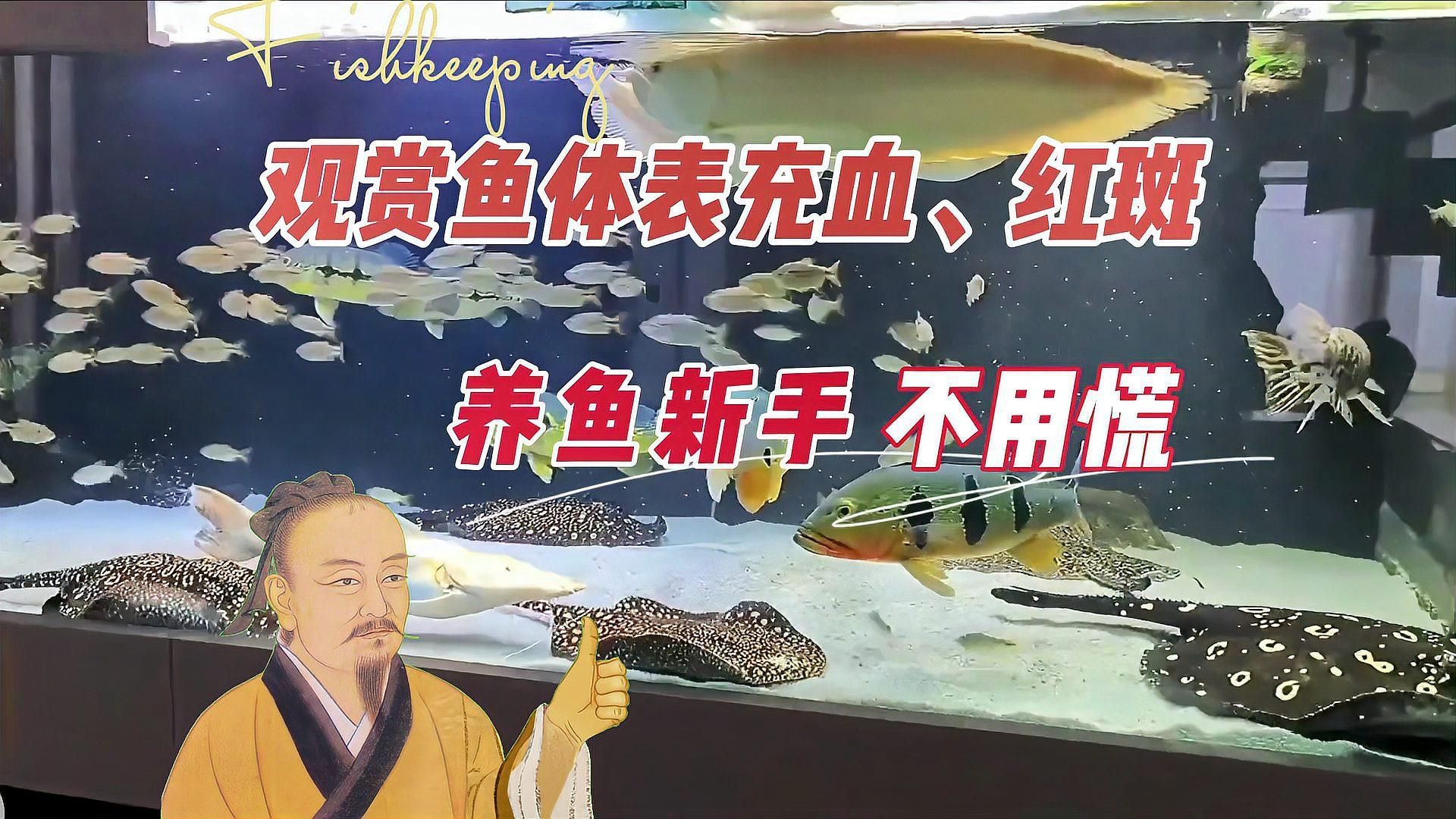 如何判斷魚充血的原因，如何判斷魚體充血的原因 如何判斷魚充血的原因，如何判斷魚體充血的原因 龍魚百科 第3張